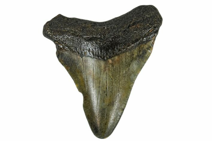Juvenile Megalodon Tooth - North Carolina #172628